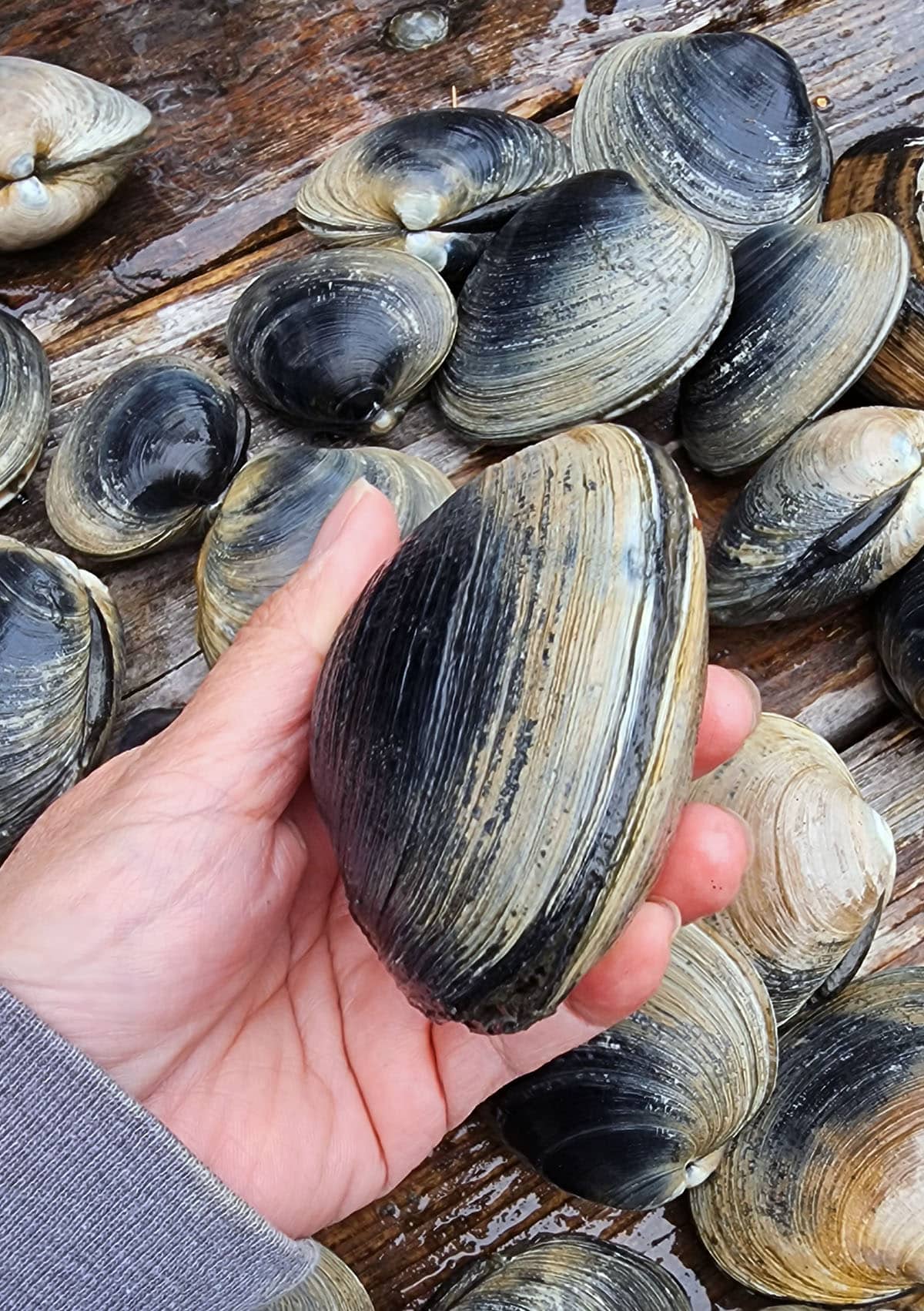 fresh harvested clams